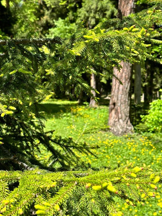 Apartmán Green Mountain Bordžomi Exteriér fotografie